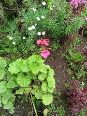 Pelargonium × hybridum
