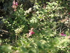 Syncolostemon rotundifolius