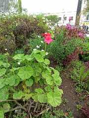 Pelargonium × hybridum