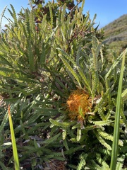Banksia formosa