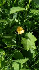 Modiolastrum malvifolium