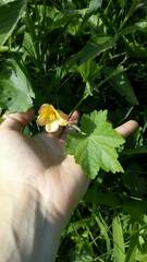 Modiolastrum malvifolium