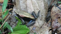 Clinotarsus curtipes