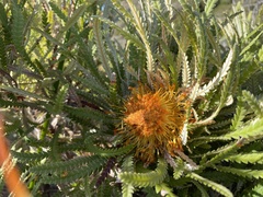 Banksia formosa