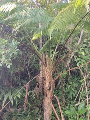 Cyathea arborea