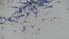 Clinotarsus curtipes