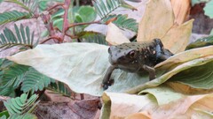 Clinotarsus curtipes