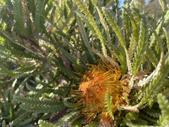 Banksia formosa