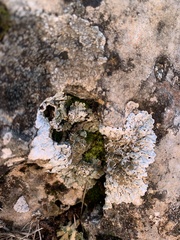 Squamarina stella-petraea