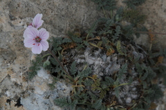Erodium saxatile