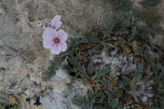 Erodium saxatile