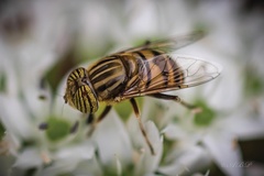 Eristalinus barclayi