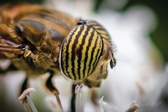 Eristalinus barclayi