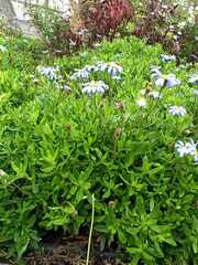 Dimorphotheca ecklonis