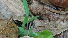 Clinotarsus curtipes