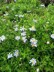 Dimorphotheca ecklonis