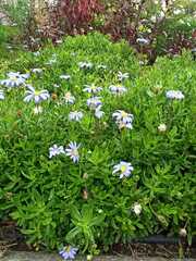 Dimorphotheca ecklonis