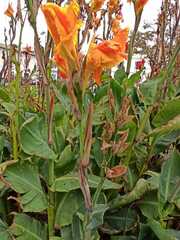 Canna × generalis