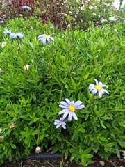 Dimorphotheca ecklonis