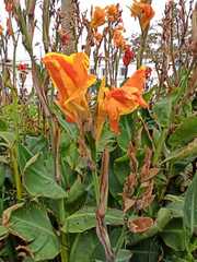 Canna × generalis
