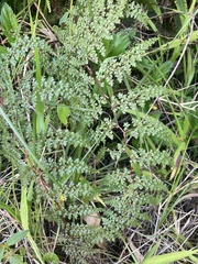 Odontosoria aculeata