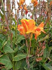 Canna × generalis