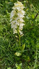 Orchis purpurea