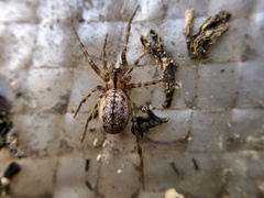 Stemonyphantes lineatus