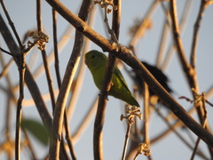 Forpus xanthopterygius