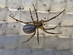 Stemonyphantes lineatus