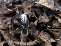 Stemonyphantes lineatus