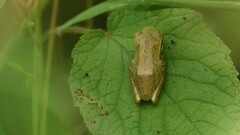 Polypedates maculatus