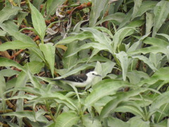 Fluvicola albiventer