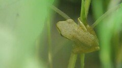 Polypedates maculatus