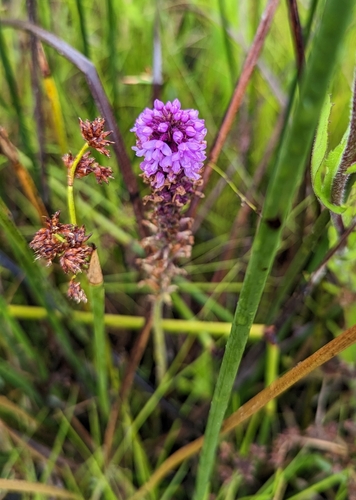 Cynorkis anacamptoides image