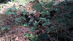 Hippocrepis emerus emeroides