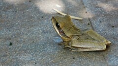 Polypedates maculatus