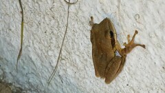 Polypedates maculatus