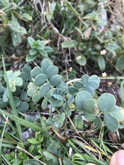 Coronilla vaginalis