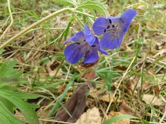 Geranium pratense