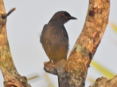 Dicrurus leucophaeus