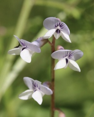 Vicia acutifolia