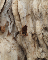 Ledracotis gunnensis