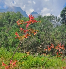 Crocosmia paniculata
