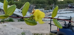 Pentalinon luteum