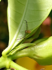 Misumenops