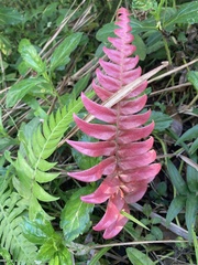 Blechnum occidentale