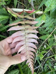 Blechnum occidentale