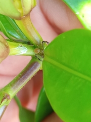 Misumenops