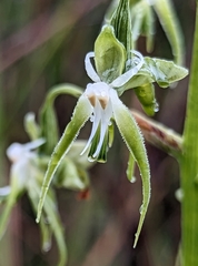 Habenaria